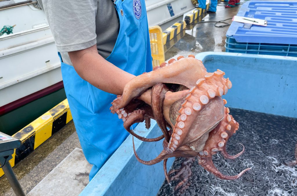 漁協職員の手でつかみ上げられたタコ