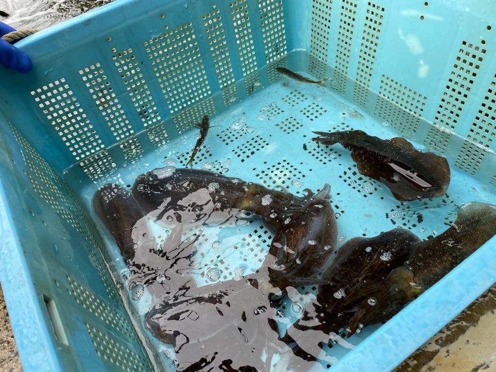生け簀の水色のカゴにアオリイカが8匹程度入っている、泳ぐアオリイカの様子