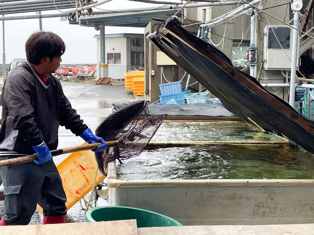 漁協職員が網を使って大きな魚を生け簀に入れる様子