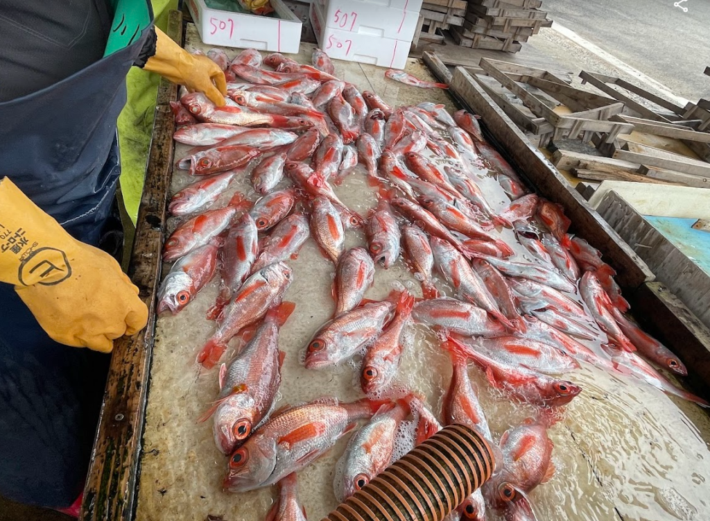 真っ赤なアカムツがたくさん台の上に並んでいる、殺菌海水で洗っている様子