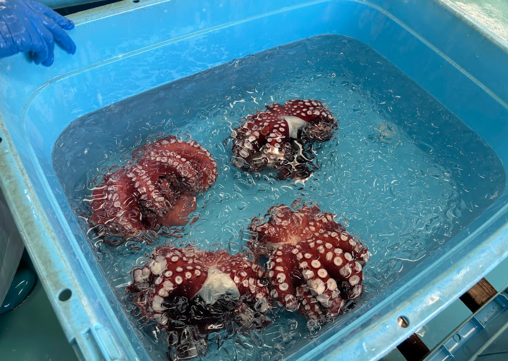氷水で冷やされる茹でタコ。青い水槽。