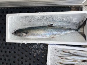 最近のお魚事情